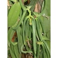 thumbnail image 6 of 25 Tahitian Extract Grade B Vanilla Beans 4~6" by Vanilla Products USA, 6 of 9