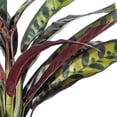 thumbnail image 2 of Vickerman 19" Rattlesnake Calathea Lancifolia in White Ceramic Pot., 2 of 3