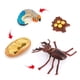 thumbnail image 4 of Animals Growth Cycle Mode Animal Model Toy Life Cycle Model Convenient Simulation for Children, 4 of 8