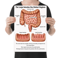 The Large Intestine Anatomy - Science Enthusiast - 13x19 Poster Print ...