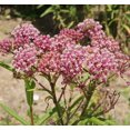 thumbnail image 4 of Rose (Swamp) Milkweed Seeds, 4 of 8