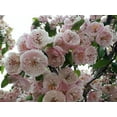 thumbnail image 1 of 20 Graines de Aubépine Anglaise Fruit Comestible Fleur Mayflower Crataegus Laevigata, 1 of 10