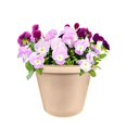 thumbnail image 2 of Akro-mils Classic Flower Pot Tan 8 Inch Pack Of 24 - 12008SANDS, 2 of 3