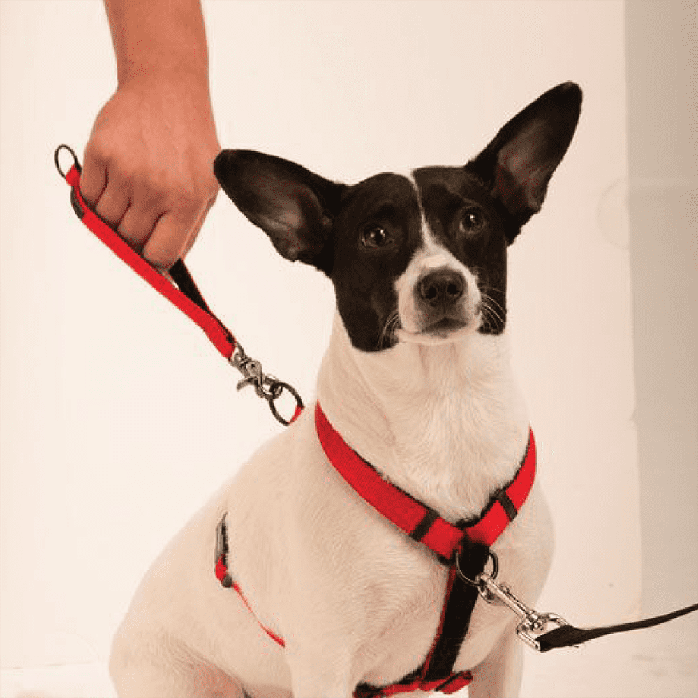 Sporn Adjustable Ultimate Dog Control Harness, Black, M (18" to 30" Chest Size)