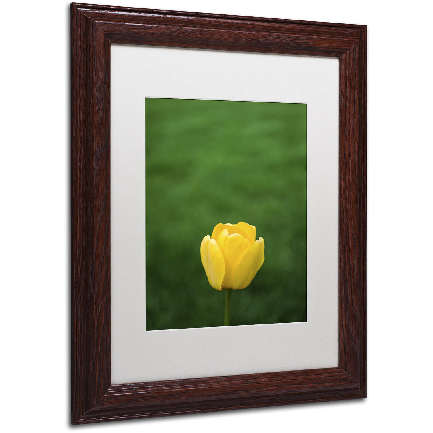 Trademark Fine Art "A Lone Yellow Tulip" Canvas Art by Kurt Shaffer, White Matte, Wood Frame