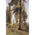 thumbnail image 2 of Bierstadt, Albert 13x18 Black Ornate Wood Framed with Double Matting Museum Art Print Titled - California Redwoods, 2 of 4