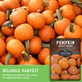 thumbnail image 6 of 5 Packs Small Sugar Pumpkin Seeds - Non-GMO Heirloom Full Sun Annual Vegetable, 6 of 9