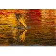 thumbnail image 2 of Illg, Cathy and Gordon 18x13 White Modern Wood Framed Museum Art Print Titled - CA, San Luis Obispo Co Marbled godwit feeding, 2 of 4