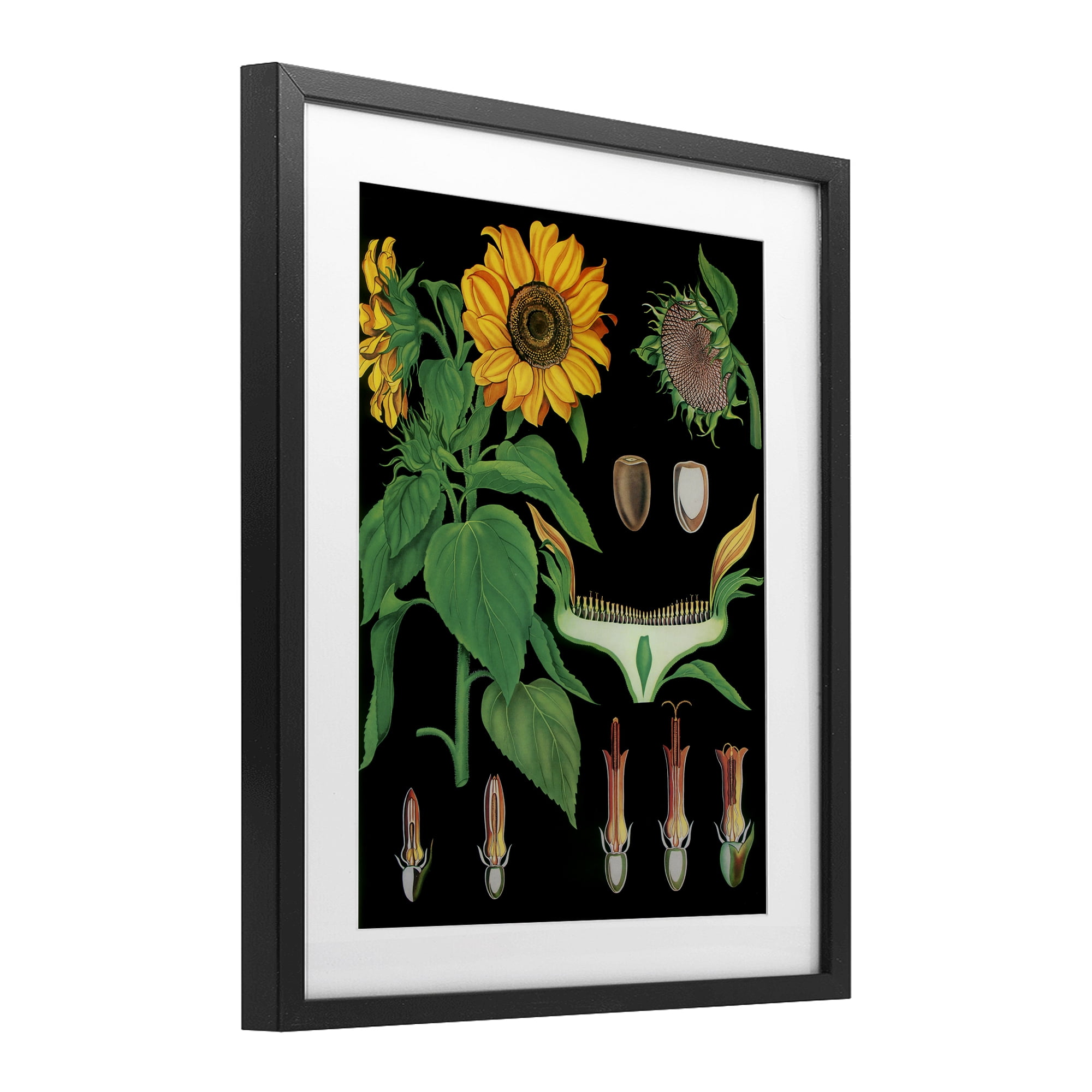 Stupell Industries Sunflower Bulb Illustrations Black Framed Print Under Glass, design by Vintage Hustle