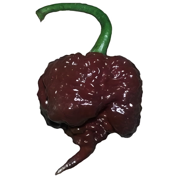Sherwood's Seeds Chocolate Carolina Reaper Plant Seeds