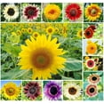 thumbnail image 4 of 1,000+ Sunflower Seeds for Planting - Jumbo Mix Pack - 15+ Varieties - (Helianthus annuus) - Non-GMO Seeds, 4 of 5