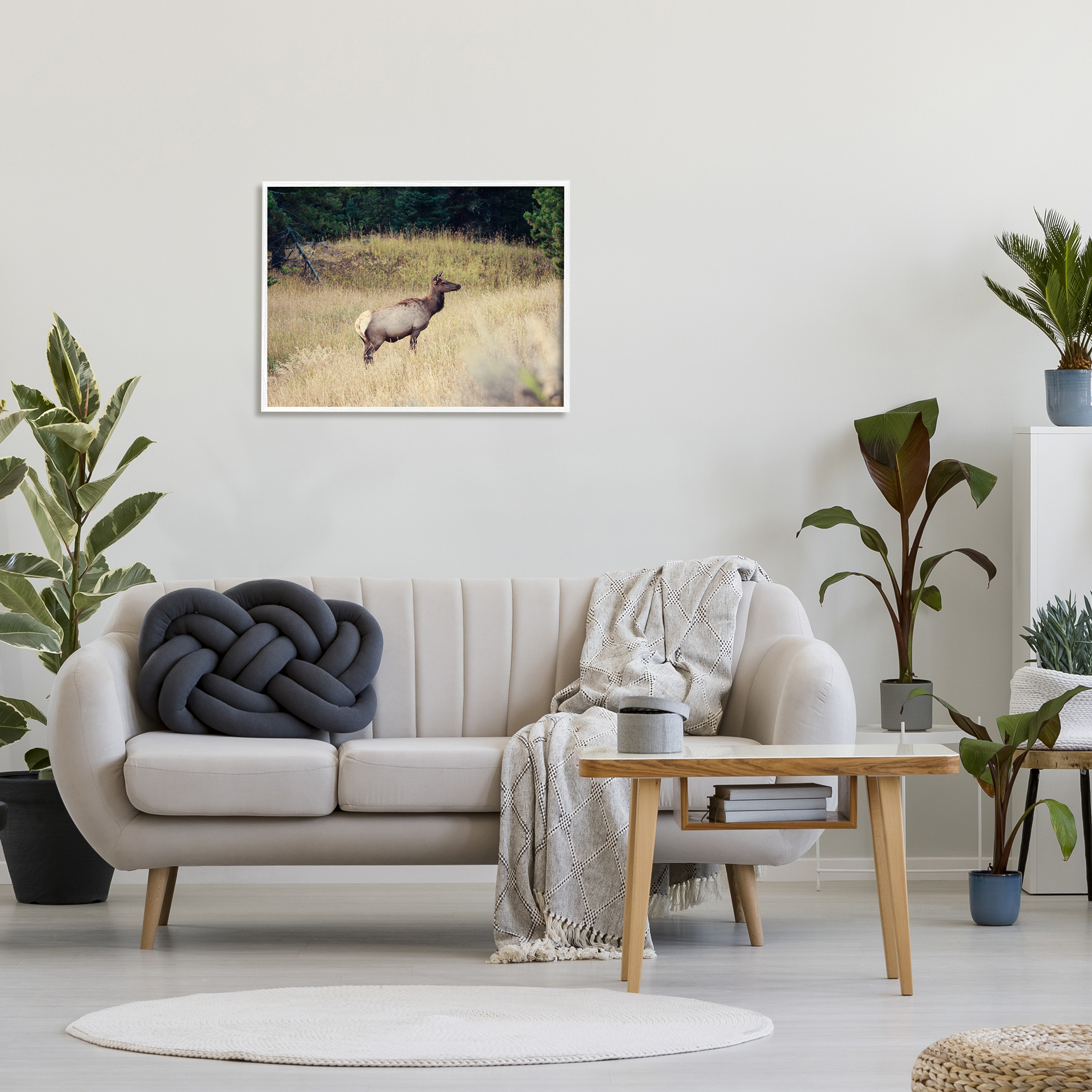 Stupell Wild Elk Nature Grove Photography Animals & Insects Photography White Framed Art Print Wall Art