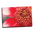 thumbnail image 2 of Gango Home Decor Starburst I by Dana Styber (Ready to Hang); One 36x24in Hand-Stretched Canvas, 2 of 4
