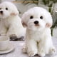 thumbnail image 1 of Perro maltesa de felpa realista, juguetes para perros de cachorro de peluche, para niños de cumpleaños para ad FAONIE FAONIE, 1 of 2