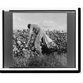 thumbnail image 2 of Historic Framed Print, Migratory field worker picking cotton in San Joaquin Valley, California. These pickers are paid seventy-five cents per hundred pounds of picked cotton. - 2, 17-7/8" x 21-7/8", 2 of 9