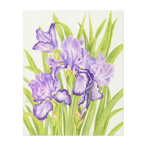 Purple Irises - Illustration Floral Botanical Flowers Nature Vintage Pastel Unframed Wall Art Print 8 x 10 inches