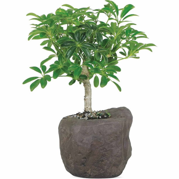 Hawaiian Umbrella Bonsai Tree In Rock Pot