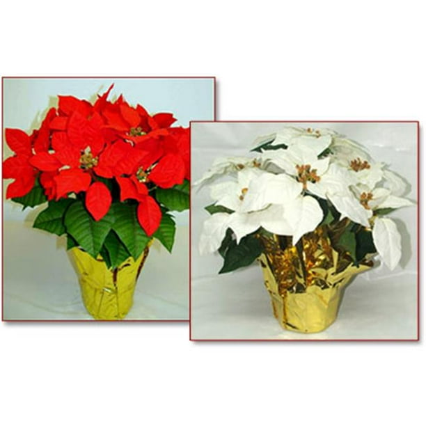 Creative Displays 1676W 6 in. Pot x12 White Silk Poinsettias Walmart