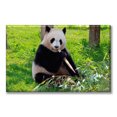 thumbnail image 1 of Cuadro Canvas Oso Panda Alimentándose 60X90 cm Pixtreats, 1 of 4