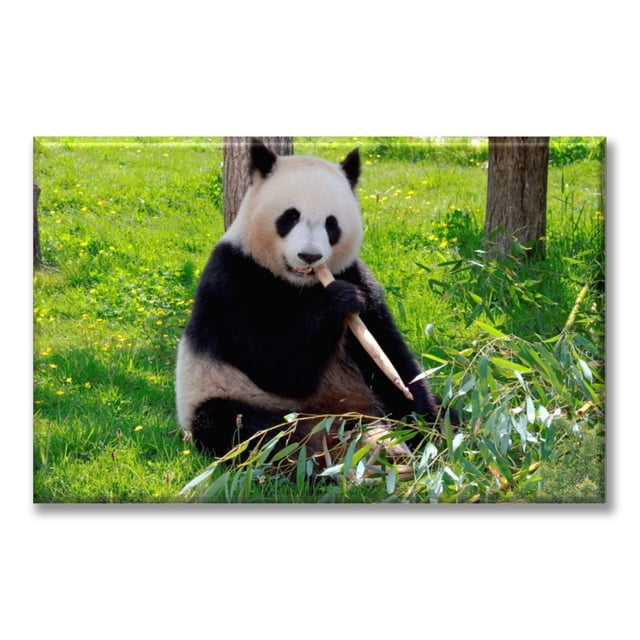 Cuadro Canvas Oso Panda Alimentándose 60X90 cm Pixtreats