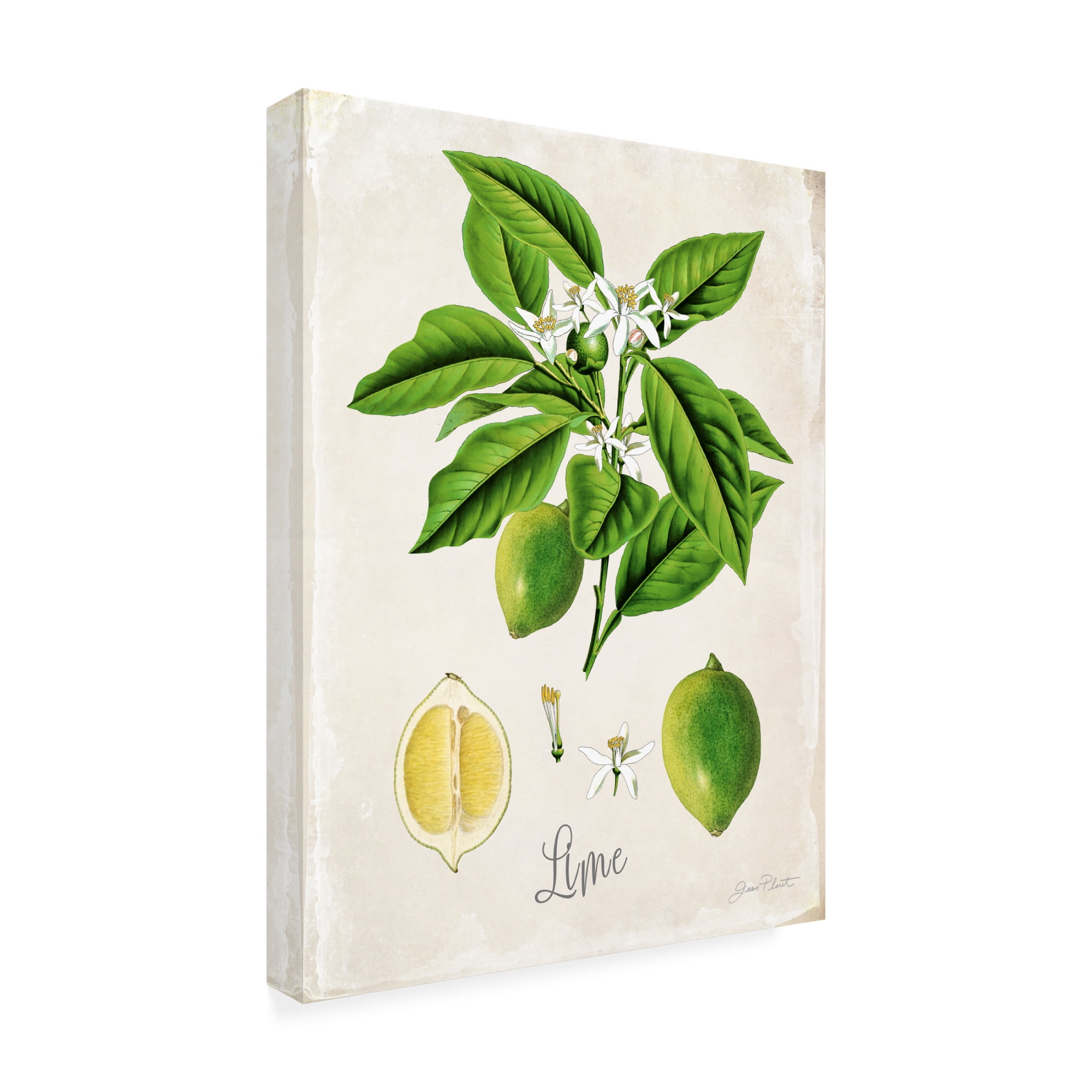 Canvas Wall Art - Jean Plout 'Vintage Citrus Fruit Study C' Wall Art for Living Room, Bedroom, or Office Décor by Trademark Fine Art - 18 x 24 Inches