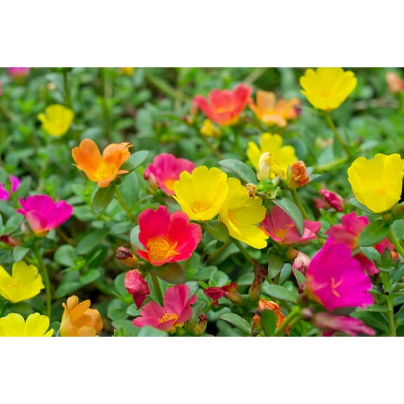 Moss Rose Seeds for Planting - 1,000 Seeds - ‘Portulaca Grandiflora’ Flowers for Bonsai Garden Balcony Planting