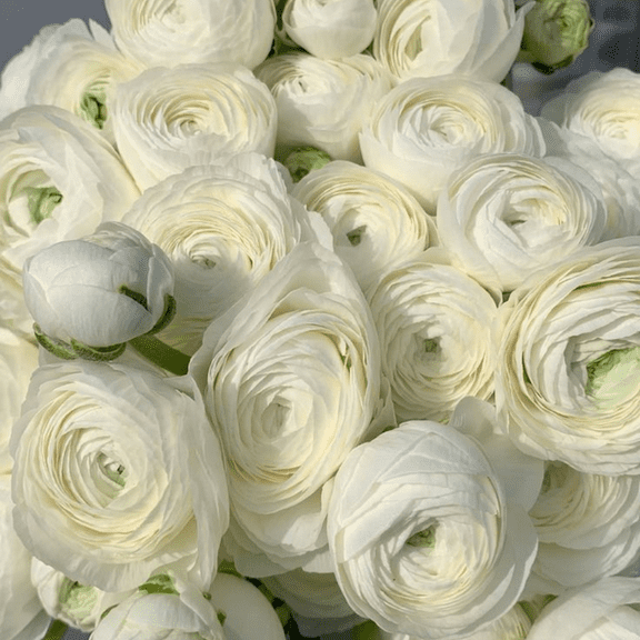 Set 10 White Ranunculus Bulbs, Ranunculus Bulbs, Suitable for Outdoor Growing, Ready to Grow