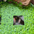 thumbnail image 3 of 5 PPC Aquario Anillo de planta flotante Pescado Flotante Flotante Anillo de alimentación de peces, 3 of 7
