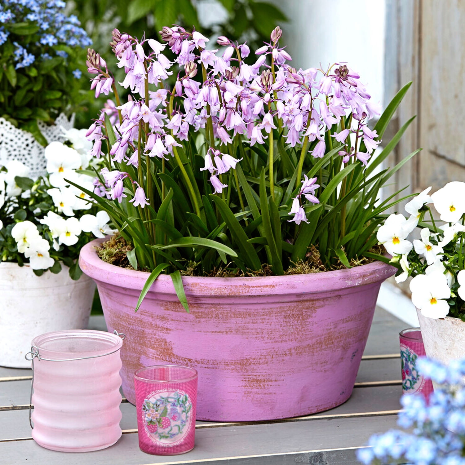Garden State Bulb Pink Wood Hyacinth Flower Bulbs, 8/10cm, Fragrant (Bag of 100)