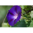 thumbnail image 2 of GSDWIUEW 75 Mixed Morning Glory Seeds-Annual Flower for Planting, Vibrant Blooms, 2 of 5
