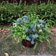 thumbnail image 4 of Set de plantas artificiales TURNMEON, 12 paquetes para exterior/interior, 4 of 8