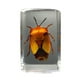 thumbnail image 1 of Advancent Materiales respetuosos con el medio ambiente para adultos seguros y confiables Ideas transparentes Adorno pequeño Decoración del hogar insecto de la flor, 1 of 6