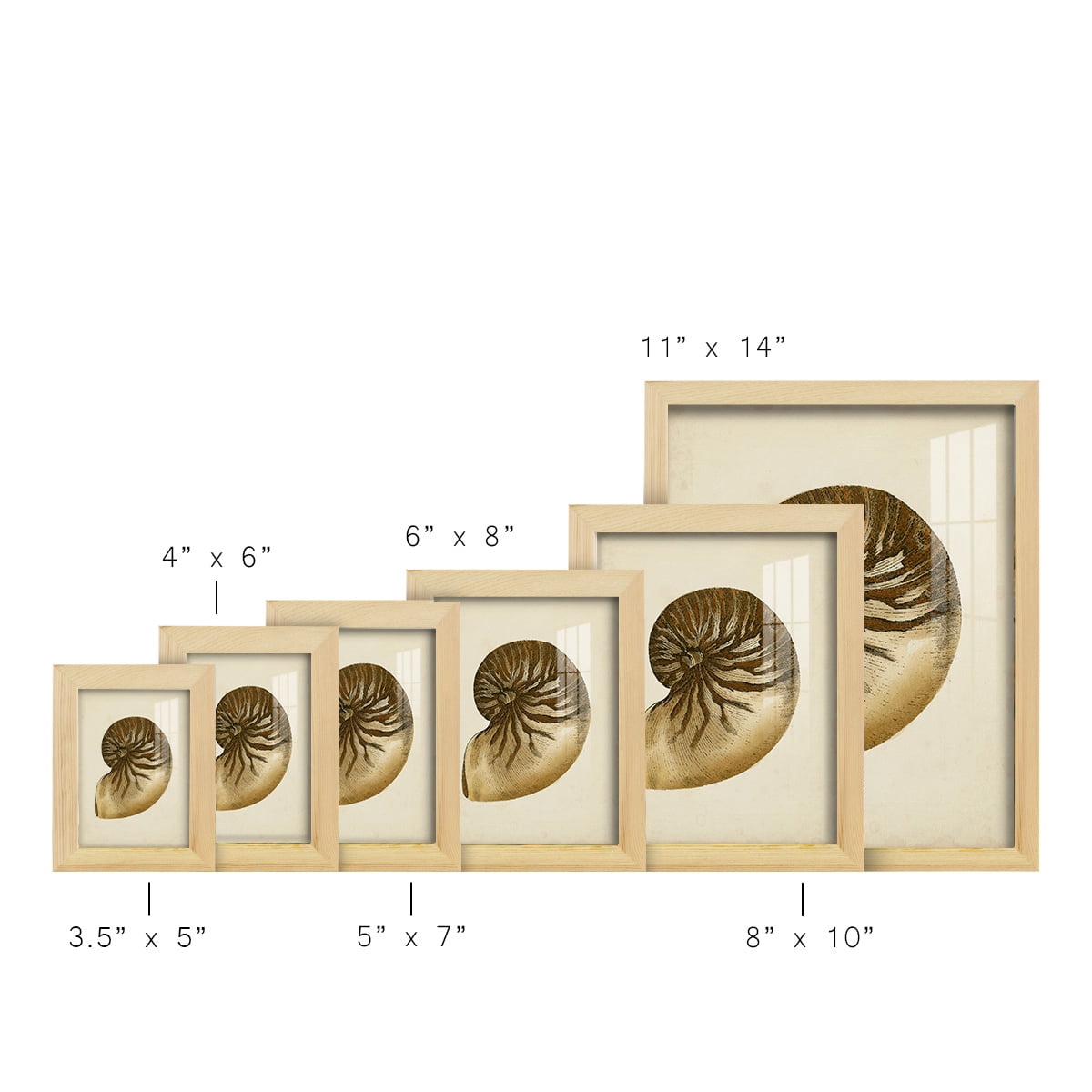 Sealife Collection V - Framed Print w/glass - Natural Wood