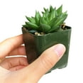 thumbnail image 4 of Haworthia Batesiana (4"+ Plastic Pot) - Tiny, Lovely, Easy to Care Succulent for Beginners - Live Succulent for Home Office, 4 of 6