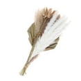 thumbnail image 2 of Hojas s Pampas s de hierba Decoraciones Hojas Decoraciones para bodas Hogar Decoraciones Juego J Macarena Hierba de pampa seca, 2 of 8
