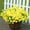 Yellow, variant on 12-Pack UV-Resistant Artificial Flower Bushes | Vibrant Blue | Outdoor Decor for Weddings/Easter/St. Patrick's | Low-Maintenance Holiday Gift | Porch Embellishment with Textured Pot Accent