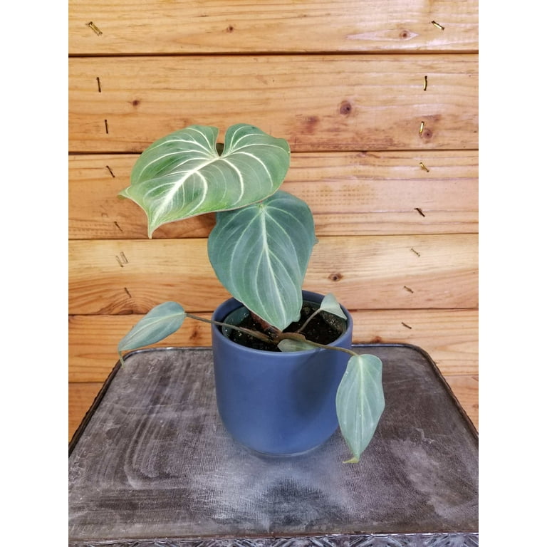 plante deliciosa Monstera Deliciosa Plant | A.K.A. Swiss Cheese Plant main image 0