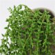 thumbnail image 2 of Toystoory Guirnalda suculenta artificial de la cesta del colgante de la pared de la oficina del hogar de la decoración del verdor de la vid Plantas Artificiales, 2 of 6