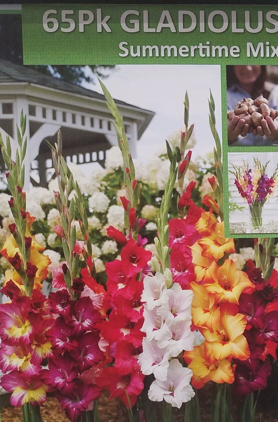 Gladiolus