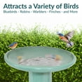 thumbnail image 4 of Sunnydaze Classic Freestanding Ceramic Outdoor Bird Bath, UV-Resistant Seafoam Finish, 4 of 12
