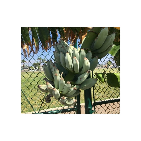 Ice Cream Banana Plant - Live Banana Tree"Ice Cream" Rare Banana Plant
