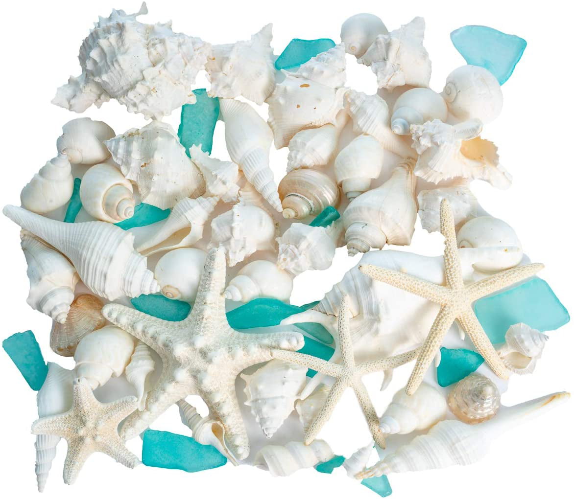 Seashells Exotic Ocean Sea Beach DECORATIVE Drawer Pulls Dresser KNOBS 