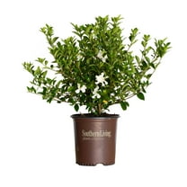 Southern Living Jubilation Gardenia Live Shrub in 2-Gallon Grower Pot