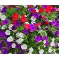 thumbnail image 3 of Dwarf Petunia Flower Seed Mix/Perennial/Full Sun/ 50K Seeds 1/4 oz/ Zellajake Farm and Garden- B229, 3 of 5