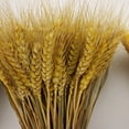 thumbnail image 1 of Wheat Stalks, 100Pcs Natural Ear of Wheat Grain Flowers for, 1 of 8