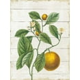 thumbnail image 2 of Schlabach, Sue 19x24 Gold Ornate Wood Framed with Double Matting Museum Art Print Titled - Classic Citrus VI Shiplap, 2 of 4