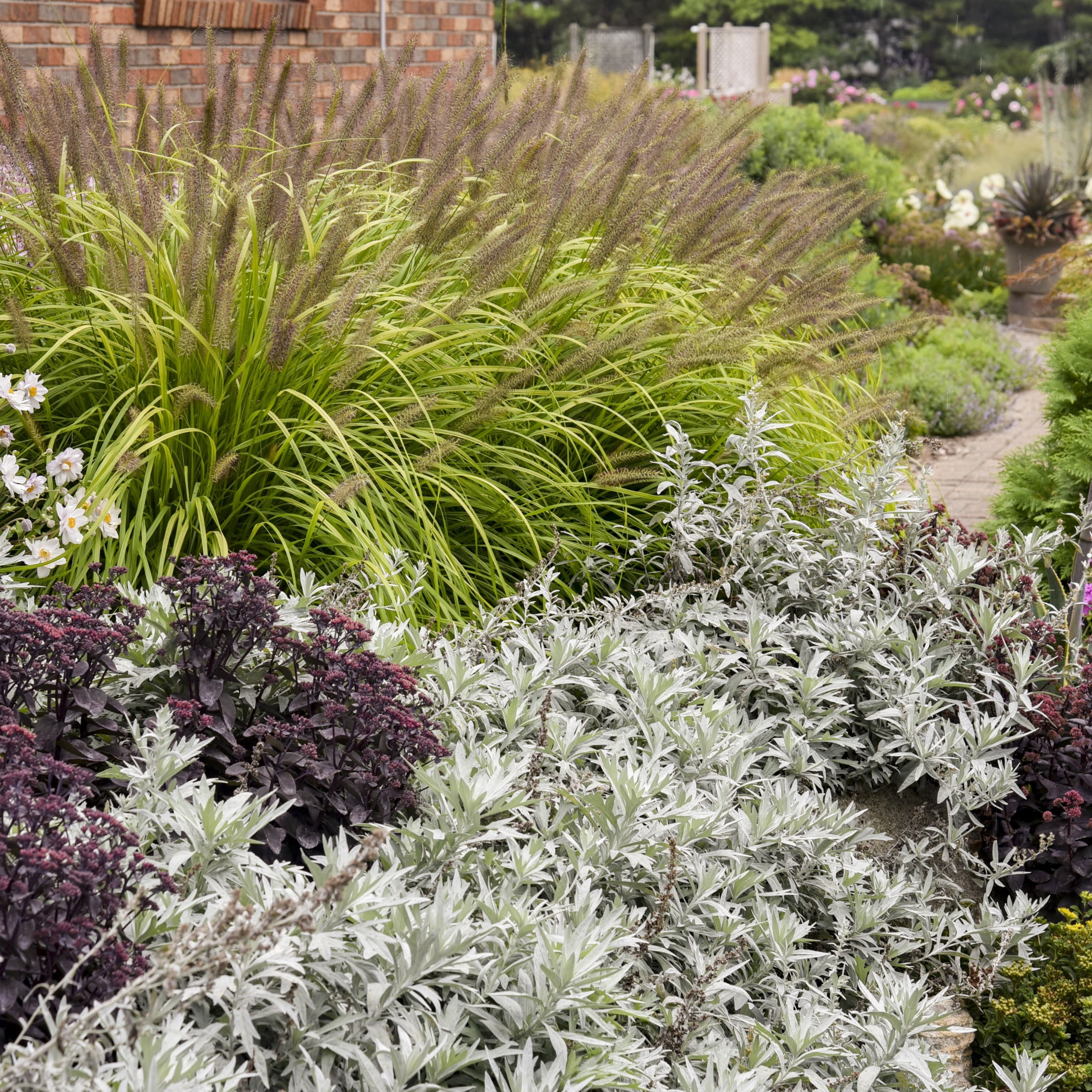 Proven Winners 6" Gray 'Silver Lining' White Sagebrush Live Plant in 6.5" Pot