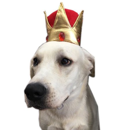 Chapeau D Anniversaire Pour Animal De Compagnie Couronne Mignonne D Anniversaire En Cristal Avec Capuchon De Chien Chapeaux Pour Chiens Chats Walmart Canada