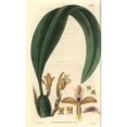 thumbnail image 2 of Maxillaria Parkeri, Mr Parker'S Maxillariaa Poster Print By ® Florilegius Mary Evans (18 X 24), 2 of 4
