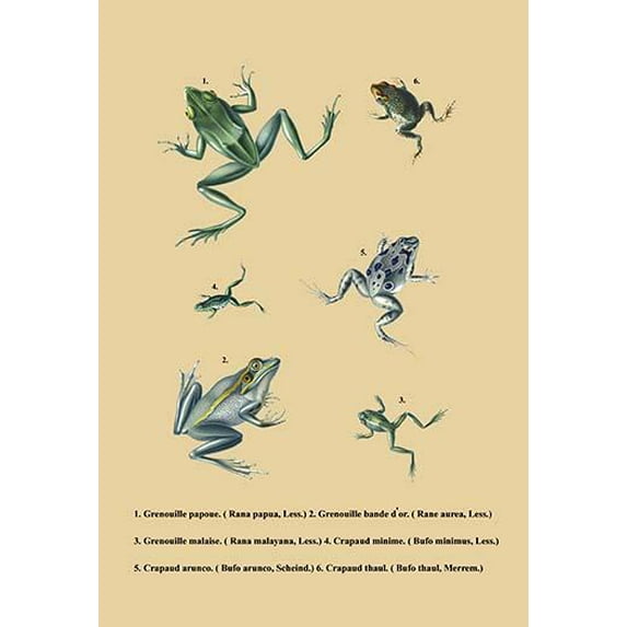 Grenouille Papoue (Frogs) et al. Fine art canvas print (20" x 30")